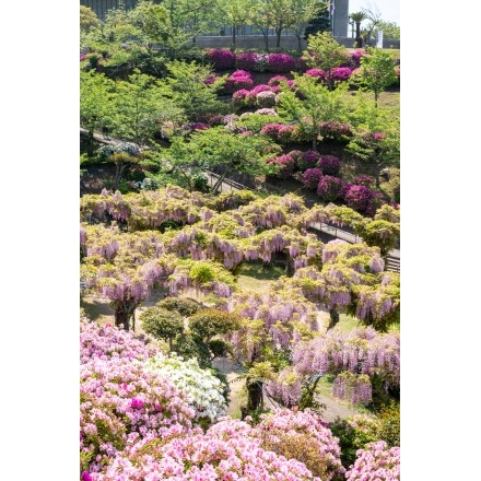 ツツジやフジが咲く千光寺公園