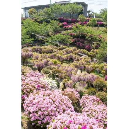 ツツジやフジが咲く千光寺公園