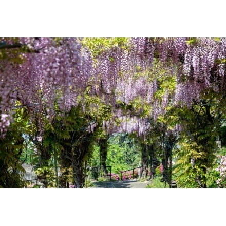 千光寺公園の藤棚