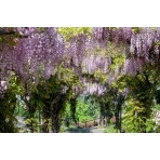 千光寺公園の藤棚