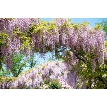 千光寺公園の藤棚