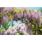 千光寺公園の藤棚