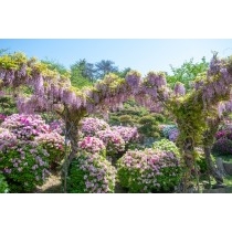 千光寺公園の藤棚