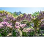 千光寺公園の藤棚