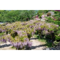 千光寺公園の藤棚
