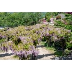 千光寺公園の藤棚