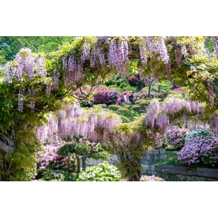 千光寺公園の藤棚