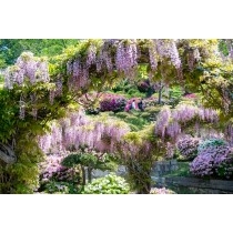 千光寺公園の藤棚