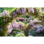 千光寺公園の藤棚