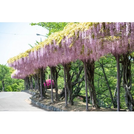 千光寺公園の藤棚