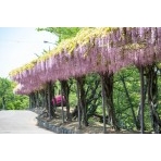 千光寺公園の藤棚