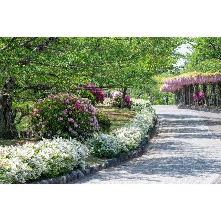 花咲く千光寺公園