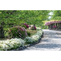 花咲く千光寺公園