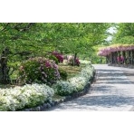 花咲く千光寺公園