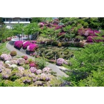 千光寺公園のツツジとフジ