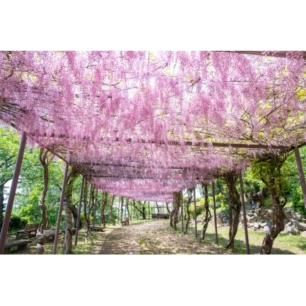 千光寺公園の藤棚