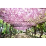 千光寺公園の藤棚