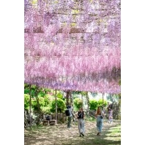千光寺公園の藤棚