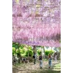 千光寺公園の藤棚