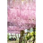 千光寺公園の藤棚