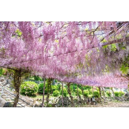 千光寺公園の藤棚