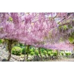 千光寺公園の藤棚