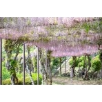 千光寺公園の藤棚