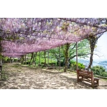 千光寺公園の藤棚