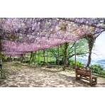 千光寺公園の藤棚
