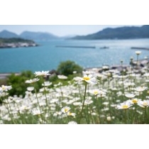 重井西港斜面の除虫菊畑