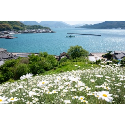 重井西港斜面の除虫菊畑