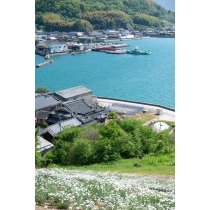 重井西港斜面の除虫菊畑