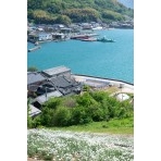 重井西港斜面の除虫菊畑