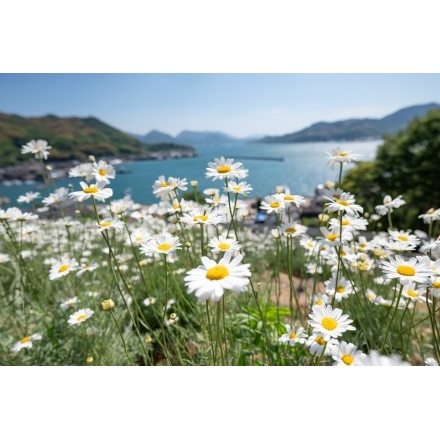 重井西港斜面の除虫菊畑