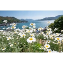 重井西港斜面の除虫菊畑