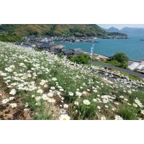 重井西港斜面の除虫菊畑