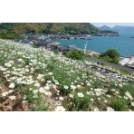 重井西港斜面の除虫菊畑