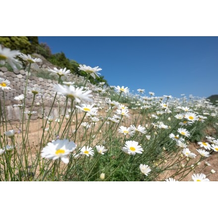 重井西港斜面の除虫菊畑