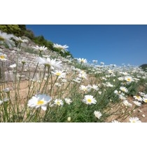 重井西港斜面の除虫菊畑