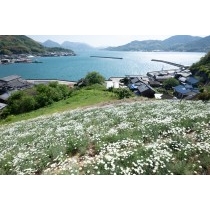 重井西港斜面の除虫菊畑