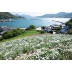 重井西港斜面の除虫菊畑