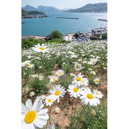 No.7751 重井西港斜面の除虫菊畑