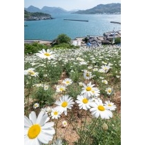 重井西港斜面の除虫菊畑