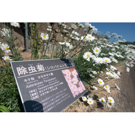 重井西港斜面の除虫菊畑