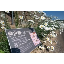 重井西港斜面の除虫菊畑