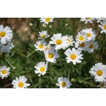 重井西港斜面の除虫菊畑