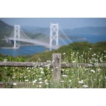 白滝フラワーラインの除虫菊畑と因島大橋
