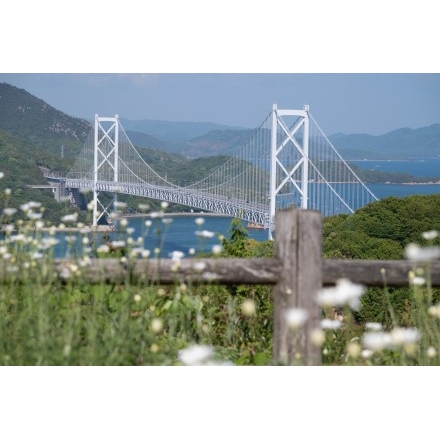 白滝フラワーラインの除虫菊畑と因島大橋
