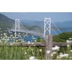 白滝フラワーラインの除虫菊畑と因島大橋
