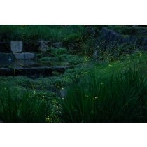 諸原川のホタル